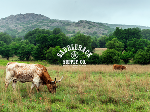 Springtime in Texas: Gear Up for Adventure