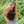 Load image into Gallery viewer, Desert Skull Patch Snapback